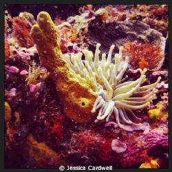 Sea Anemone off the coast of Cozumel, Mexico. Shot with a... by Jessica Cardwell 